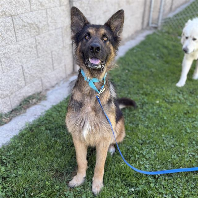 cashsmama08's tweet photo. 🚨 KNOX will be killed on Monday 6/29 6:30 am if no adopter or foster steps up for him😭💔
Please save this sweet boy🙏🙏🙏
Knox is at the Stanislaus County Shelter in Modesto, Ca
ID#A611283
Rescues can email rescue@stancounty.com to tag Knox for rescue.🤍

Located At: Stanislaus Animal Services Agency
Description: Shelter staff named me Knox.
I am a male, black and tan German Shepherd Dog.
Age: The shelter staff think I am about 2 years old.
More Info: I have been at the shelter since Jun 22, 2026
