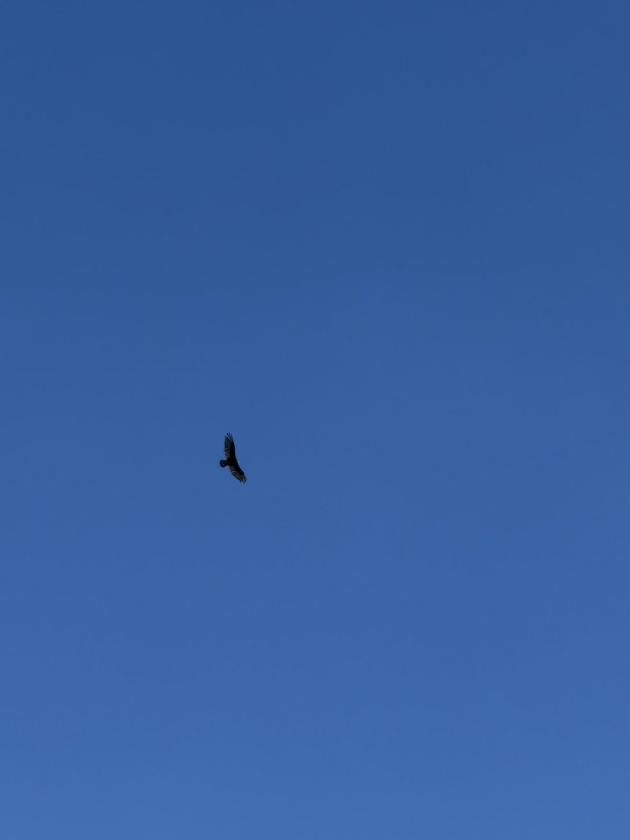 EGrillboy's tweet photo. @penguins hello, do you think it’s possible Sid might be able to help me identify this bird of prey? 6/24 Northern Virginia https://t.co/5Cbi9pwc9k