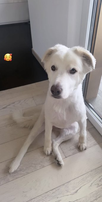 PaulVialli's tweet photo. POST ANSIOSO... 😳    👇     🤣

COME LO STATO D'ANIMO 🤔 DELLA BELLISSIMA 🥰  AMY  🐶 CHE QUANDO CI SONO LE PARTITE DEL BRASILE 🇧🇷 O DELL'ARGENTINA 🇦🇷  PER NON OFFENDERE 😉 LA MAMMINA 🐯 O IL PAPINO 🐻  NON SA MAI PER CHI TIFARE 🥴 ❣️ 😂 😂

#HELEVIER #HELENERS #JAVI7 #PRESTINEZ https://t.co/5Yb52xyvoS