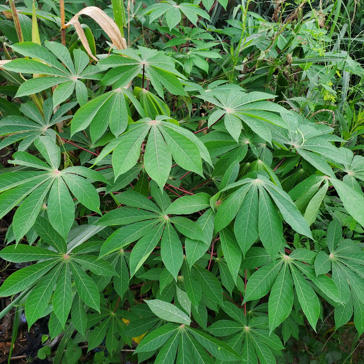 HerbalistHenry_'s tweet photo. CASSAVA  LEAVES  🌿☘️

 TREATS / REVERSE ⬇️

 1. Type-II Diabetes
 2. Hypertension (High blood pressure)
 3. Rheumatism
 4. Rheumatoid arthritis
 5. Osteoarthritis
 6. Gout
 7. Hypercholesterolemia (High cholesterol)
 8. Diarrhea
 9. Dysentery
 10. Constipation
 11. Indigestion (Dyspepsia)
 12. Gastric ulcers
 13. Hemorrhoids
 14. Intestinal worms
 15. Fever
 16. Headaches
 17. Malaria symptoms
 18. Dengue fever symptoms
 19. Anemia
 20. Kwashiorkor (Protein malnutrition)
 21. Night blindness
 22. Conjunctivitis
 23. Asthma
 24. Bronchitis
 25. Chronic coughs
 26. Sore throat
 27. Muscle spasms
 28. Joint and bone pain
 29. Osteoporosis
 30. Poor blood circulation
 31. Chronic fatigue
 32. Insomnia
 33. Menstrual cramps
 34. Postpartum pain
 35. Liver dysfunction
 36. Oxidative stress
 37. Ringworm
 38. Eczema
 39. Skin rashes and inflammation
 40. Minor wounds and abrasions

Preparation & Dosage ⬇️ 
Get   CASSAVA  LEAVES  in  Bulk, air-dry and blend bulk to POWDER

STEEP / SOAK  1  (ONE)  Tablespoon of  CASSAVA  LEAVES Powder Inside half litre of boiled water, COVER  it and allow infuse for  10 - 15  minutes or until warm enough to drink. 
DO NOT COOK IT!
Filter / Sieve & drink whole liquid extract.
Do this once daily. 

You can take it for 14  - 28 days or more 
(till you get desired results) 

There are no negative side effects! 
⚠️ Do not take along with Pharmaceutical Medications 

For skin conditions, pound fresh leaves without water and apply liquid extract on skin 3 - 5  times daily  until results are achieved. 

KINDLY  REPOST / SHARE  &  Follow @HerbalistHenry_  on  X (Twitter)  🙏