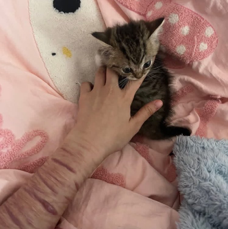 daichialamdoi's tweet photo. 🧸ྀི ໒꒰ྀིᵔ ᵕ ᵔ ꒱ྀི১ https://t.co/9ZyfPtdQ5V