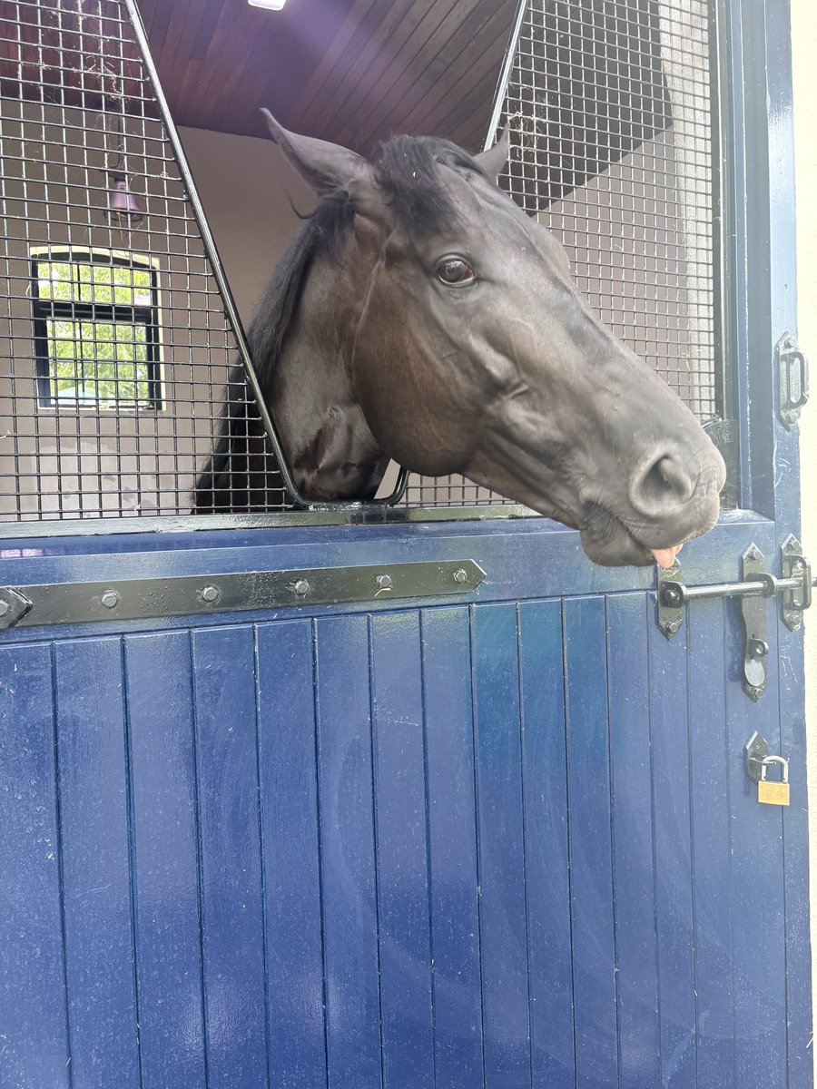 TrishEgan4's tweet photo. Big thrill today to visit Coolmore Ireland - thanks to all @coolmorestud https://t.co/sm3R5BXQ6C