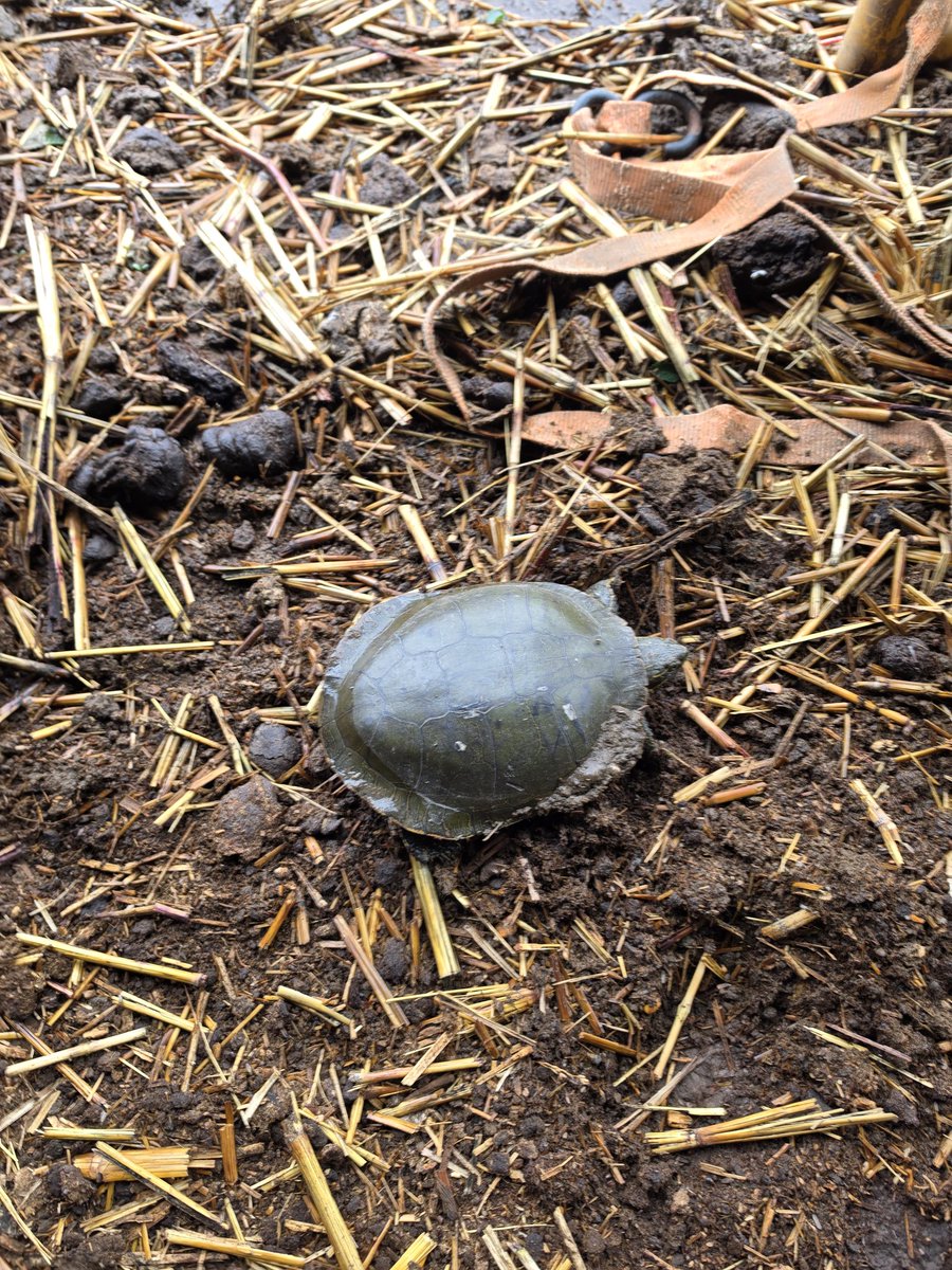 goingreyfarming's tweet photo. Turtle seeking dry ground in our barn.  🐢  @BrianBledsoe https://t.co/eSG1m2nQcD