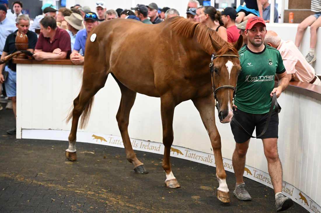 Tattersalls_ie's tweet photo. Barry Fitzgerald's Roxborough Stud get a fine result with their gelding Newton Des Bordes, bought for €150,000 by J D Moore.

The gelding, by Japanese sire Martinborough, is out of a half sister to multiple Grade 1 winner Kopek Des Bordes.

#DerbySale https://t.co/hwqE6ImV7n