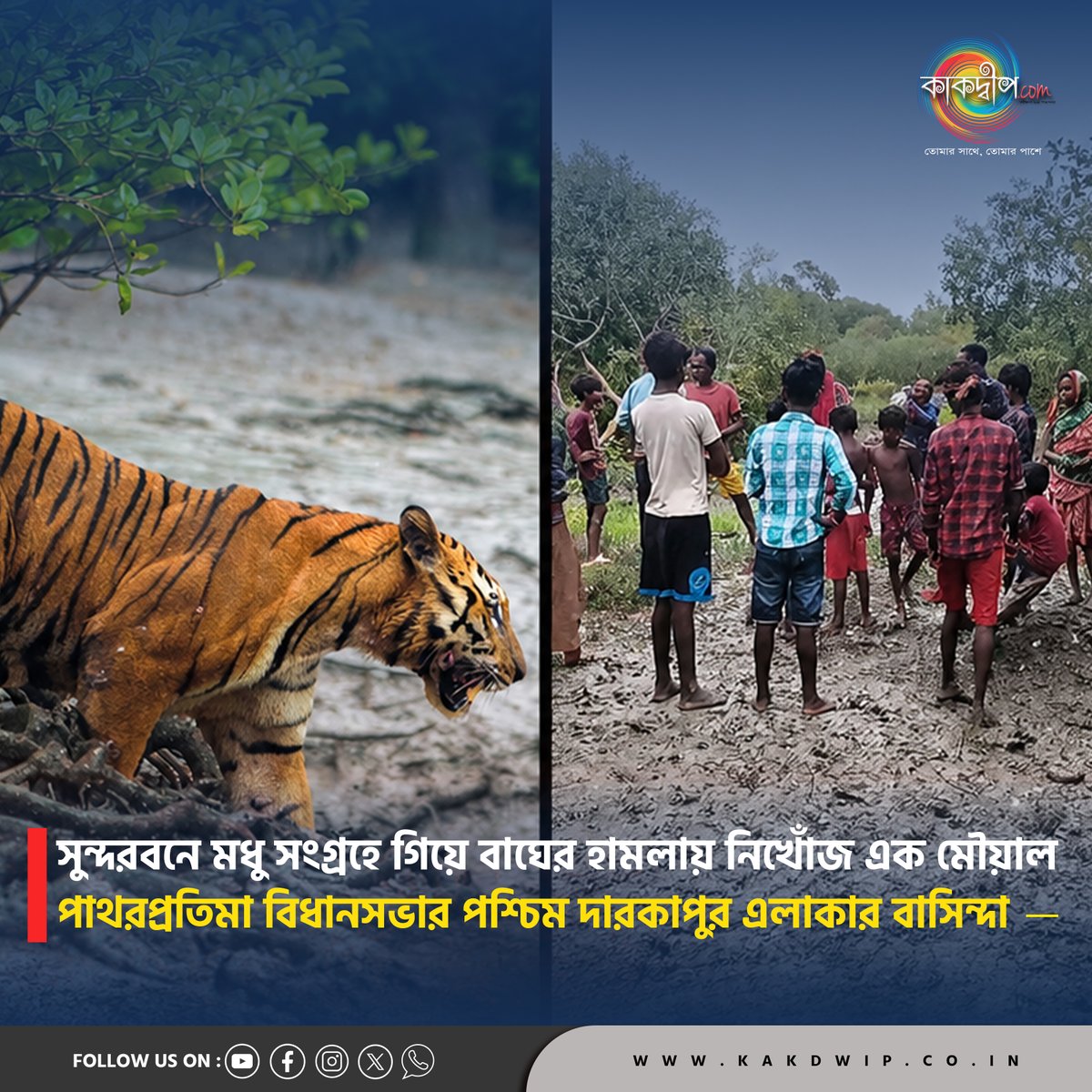 kakdwip's tweet photo. সুন্দরবনে বাঘের হামলায় নিখোঁজ মৌয়াল, চাঞ্চল্য পাথরপ্রতিমায়।

#breakingnews #Sundarban #RoyalBengalTiger #TigerAttack #Moual #Patharpratima #South24Parganas #BreakingNews https://t.co/KhehvxQuxf