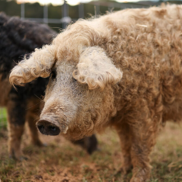 AMAZlNGNATURE's tweet photo. The Mangalitsa is one of the world's most unusual pig breeds

Its thick curly coat gives it the appearance of a sheep and helps it thrive in cold climates https://t.co/9HJEz2Z0N1