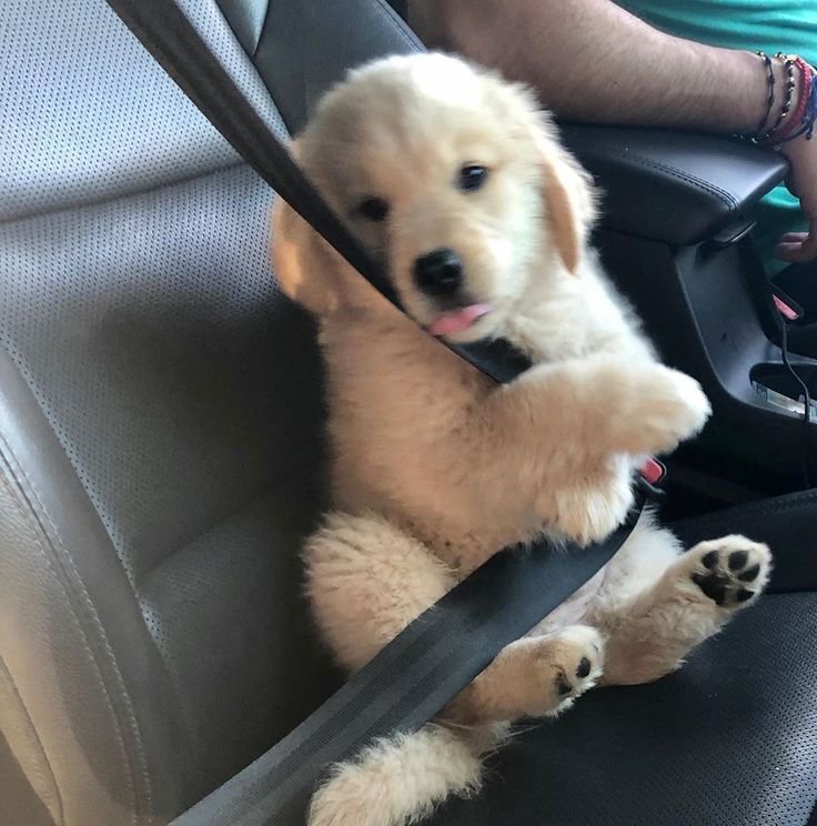 puppies_video's tweet photo. Your eyes are melting my heart 🤩 https://t.co/YYETm9X10X
