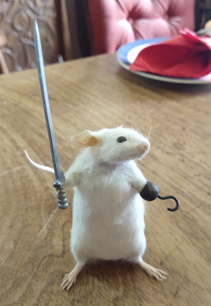 RatInControl's tweet photo. give him a name https://t.co/7WuLnWW4ie
