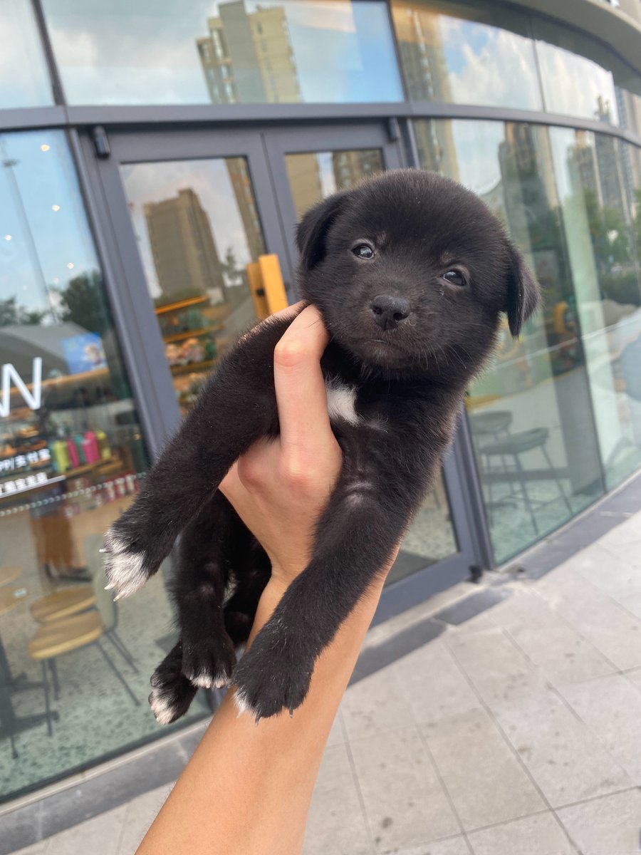 jFhuThOlX0He1hG's tweet photo. My little pup grew 2 inches in 2 weeks—new collar is already too tight! Love watching this fur baby grow up so fast  #PetGrowthJourney， https://t.co/sGPT7F3vHT