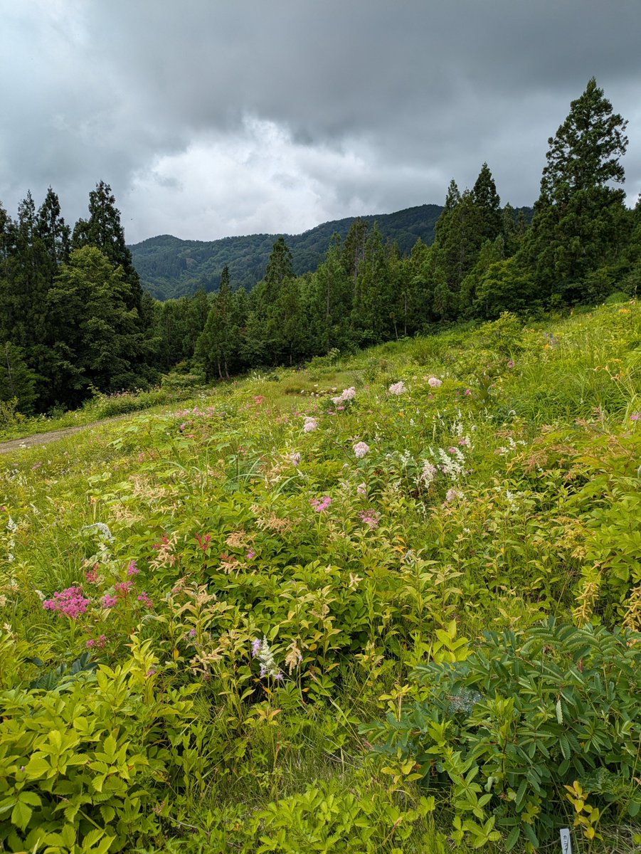 ikedaasako's tweet photo. 1年に一度、草花が見頃の1ヶ月ほどだけ開園する、白山高山植物園。 https://t.co/rTSSBCHWRI