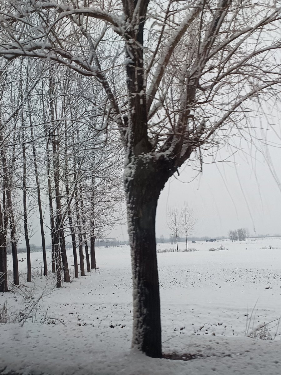konemiku's tweet photo. Frosty morning walk today! The world wrapped in white and crisp air feels like a warm hug for the soul. https://t.co/zX30k27vaE