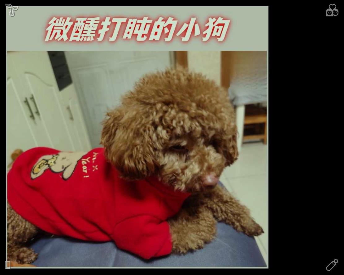 trey_apple's tweet photo. 活泼的小狗在草地上追逐夕阳的影子，一直玩耍到黄昏。它们在落日余晖下的灵动身影，构成了最温暖治愈的户外日常景象。😸鱼汤 鱼，洗净 https://t.co/JSW3g1zmOC