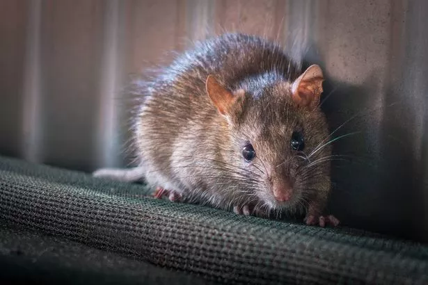 Digital9Britain's tweet photo. A recent study has found that buildings across the #UK are in a deteriorating state due to infestations of rats, cockroaches, and silverfish, a situation described as "shocking" by the #Department of Health. https://t.co/cV6pVgSCBO
