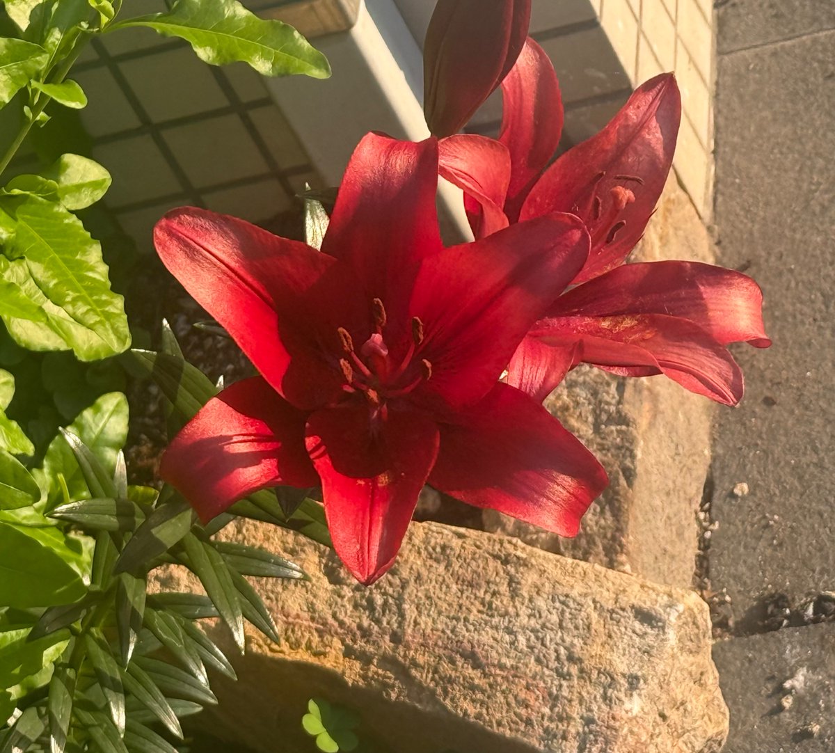 mauistyle's tweet photo. 2026.6.26
おはようございます☀️🍀～♪

見つけた！
豪華に美しく､
リリウム･ブルビフェラム
(ファイアーリリー､オレンジリリー)
花言葉は…活力.勇気.富貴.威厳.純潔

ひとこと
あなたから 感じる気品 美しき
𝒹𝒶𝓇

@mauistyle https://t.co/Xbmpjjp6aG https://t.co/wgq42dIMHe