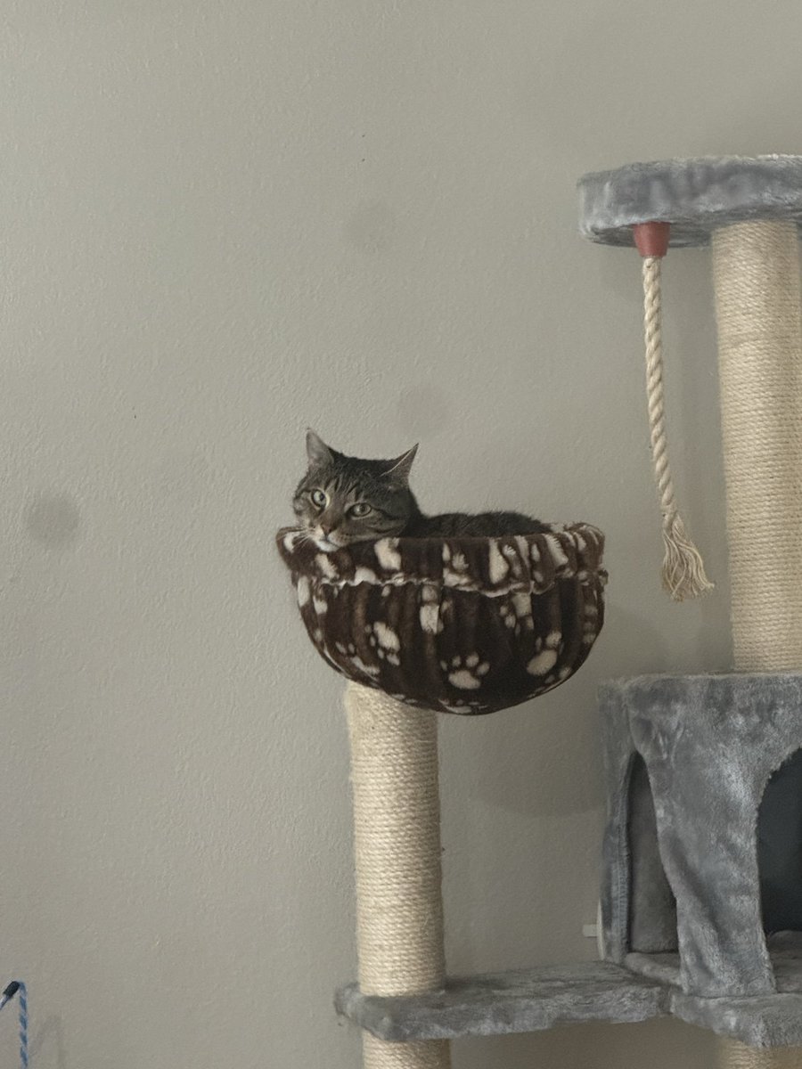 lukeaschumann's tweet photo. This is KC, short for Kitty Cat. My dad found her under his ranch house. She was not built for feralhood despite her deeply-held beliefs to the contrary https://t.co/vWvlhaHN5U