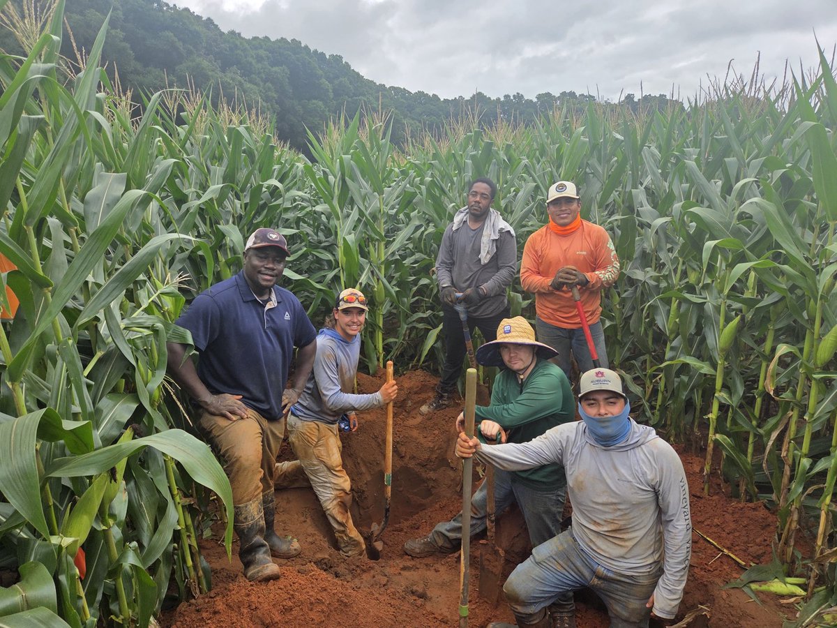 BrendaOrtiz_PA's tweet photo. Our team had a successful field work campaign yesterday and today. We were removing some samples dug at 26-in soil depth for a nitrogen leaching study on corn fields. This is part of our on-farm trials in the OPTIMA Fields project funded by @USDA_NRCS. #precisionag @AuburnAg https://t.co/lcRSIiARmk