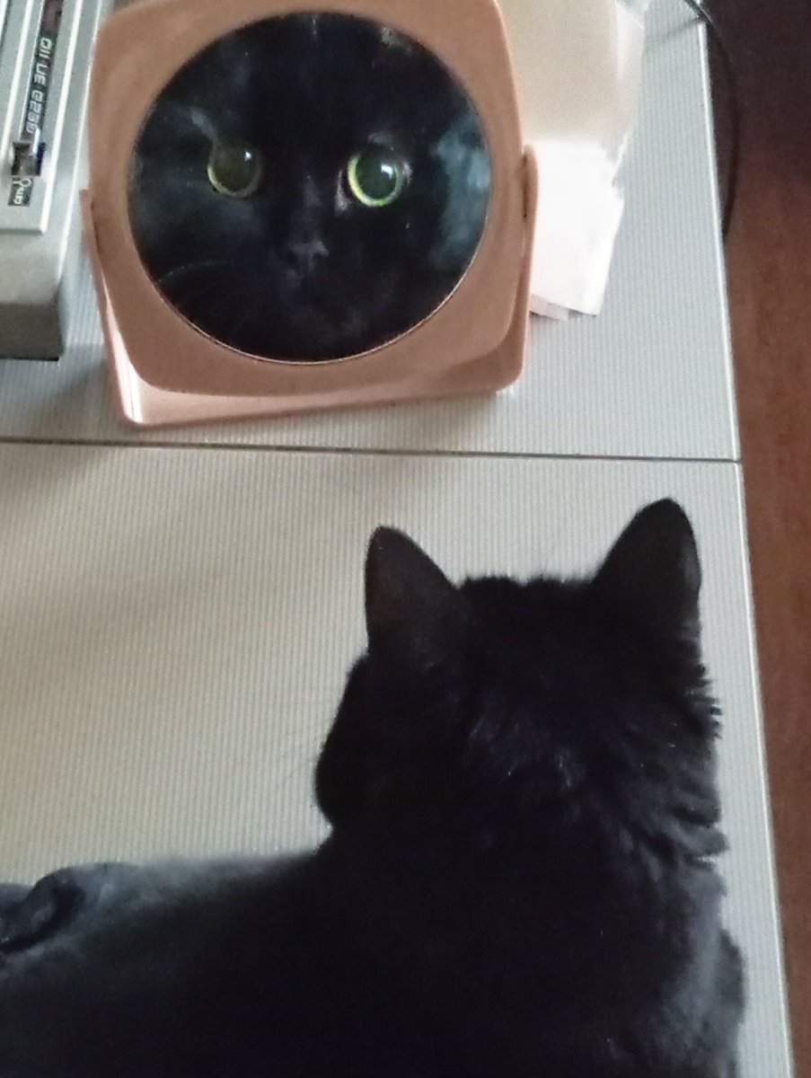 Veselric's tweet photo. Кассандра увидела себя в зеркале. https://t.co/i92e4VKwdf