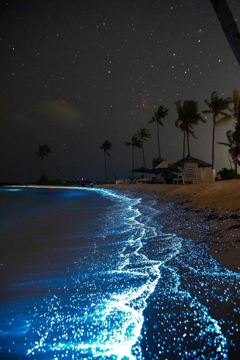 Pure_naturess's tweet photo. bioluminescence beach🌌 https://t.co/B4BQKU4Em1