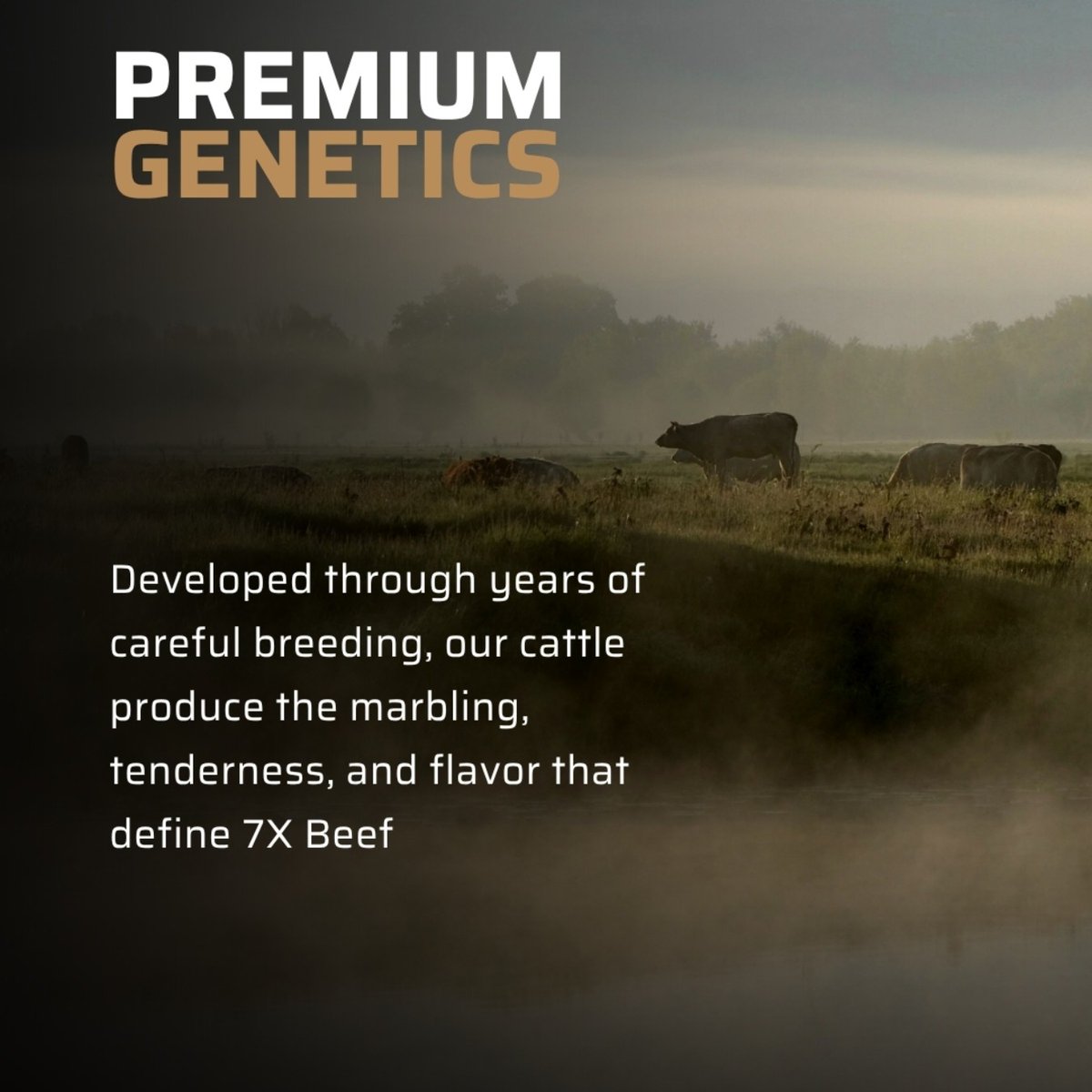 7XBeef's tweet photo. Not all Wagyu is created the same.

From 100% Fullblood Wagyu genetics to exceptional marbling, quality starts long before the steak reaches your plate.

Swipe through to see what sets 7X apart.

#7xbeef #7xwagyu #premiumwagyu #luxurysteak https://t.co/mIHYiLInui
