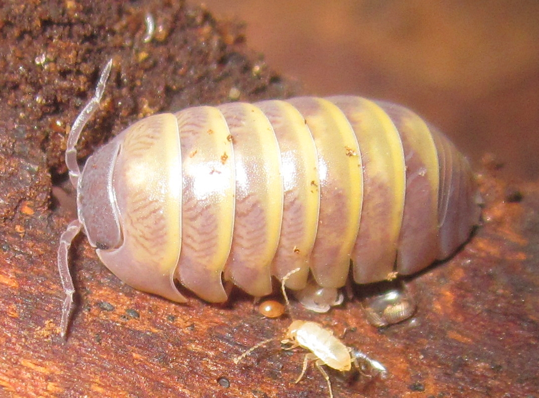 cmkosemen's tweet photo. ISOPODS ARE WILD! Same clade!:
Vanilla iso, #Armadillidium; 
Deep-sea sawback iso, #Amathillopsis;
Abyssal spider iso, #Paropsurus;
Parasite stag-monster iso, #Gnathia; https://t.co/fxxWE8OPpN