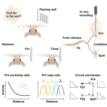 Neuron tweet media