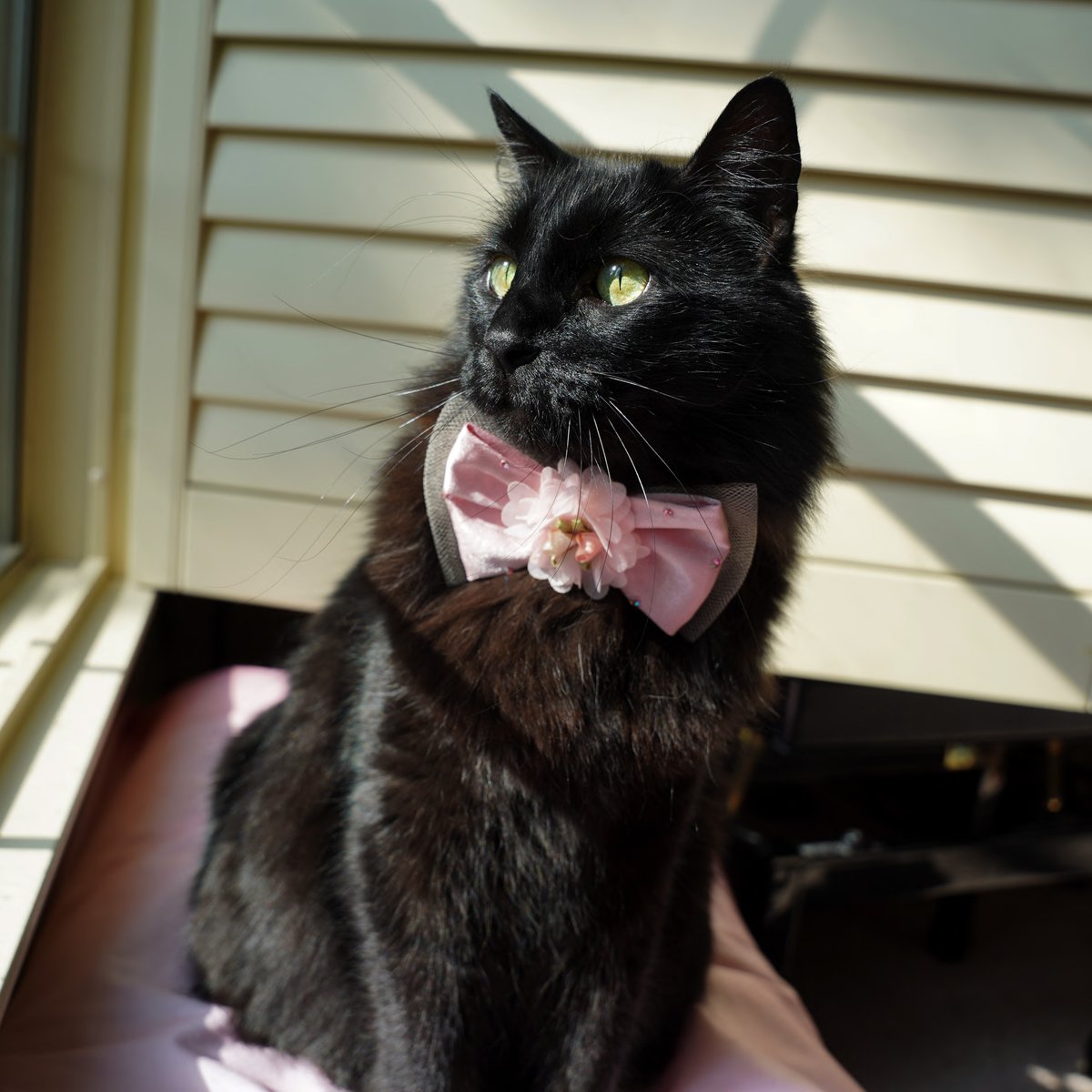 ZolderTheCat's tweet photo. I'm a good boy. And I need more treats.  That is all.

#BlackCats #CatLife #RescueCat https://t.co/8ZLbVVmOZg