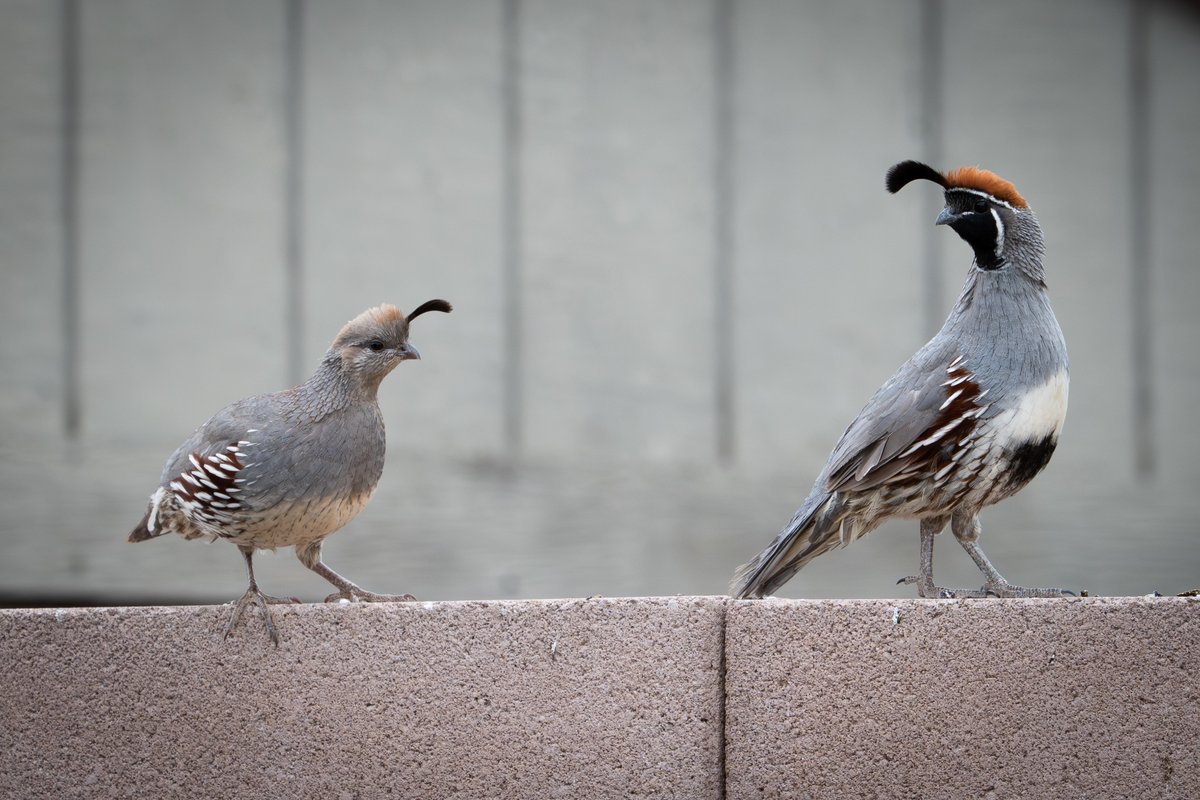 TeamKEight's tweet photo. #Arizona #quails https://t.co/yfHh6qHVYR