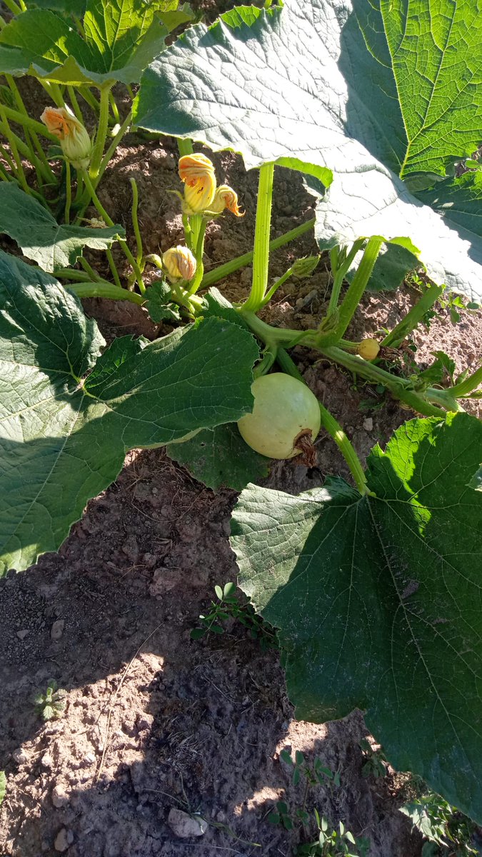 seda1a1a's tweet photo. 👩‍🌾👩‍🌾👩‍🌾👩‍🌾👩‍🌾 https://t.co/3Fn0Ho0VXS