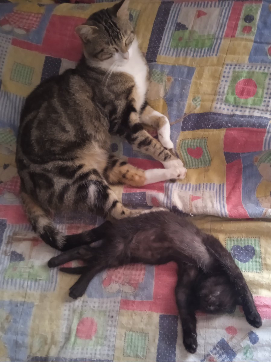 plutoni239's tweet photo. Moltíssimes gràcies Núria bonica i a tothom que ajuda als gatets 🙏🍀🍀🍀
Bona nit i bon descans amigues i amics 💖🍀🌸🐾💤 https://t.co/t1MGSBaajl
