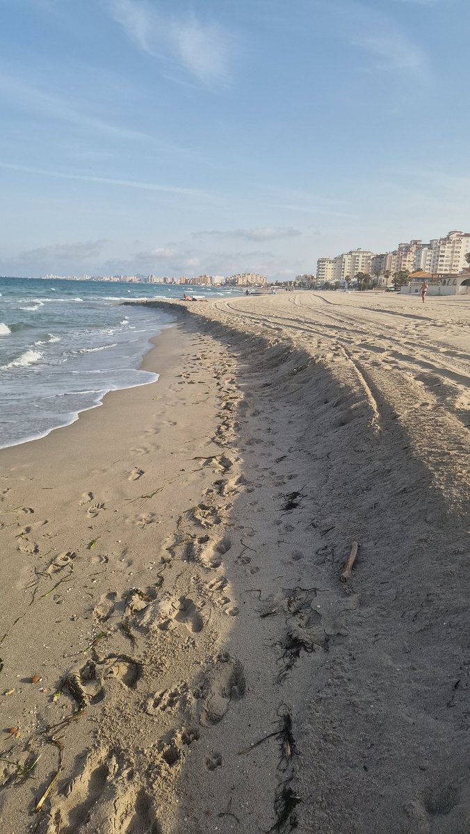 elprotector26's tweet photo. El listo de los ayuntamientos quitan la posidonia que retiene la arena de las playas de la Manga....asi quedan las playas...no cabe un tonto mas en los ayuntamientos https://t.co/wjpJoKX0UL