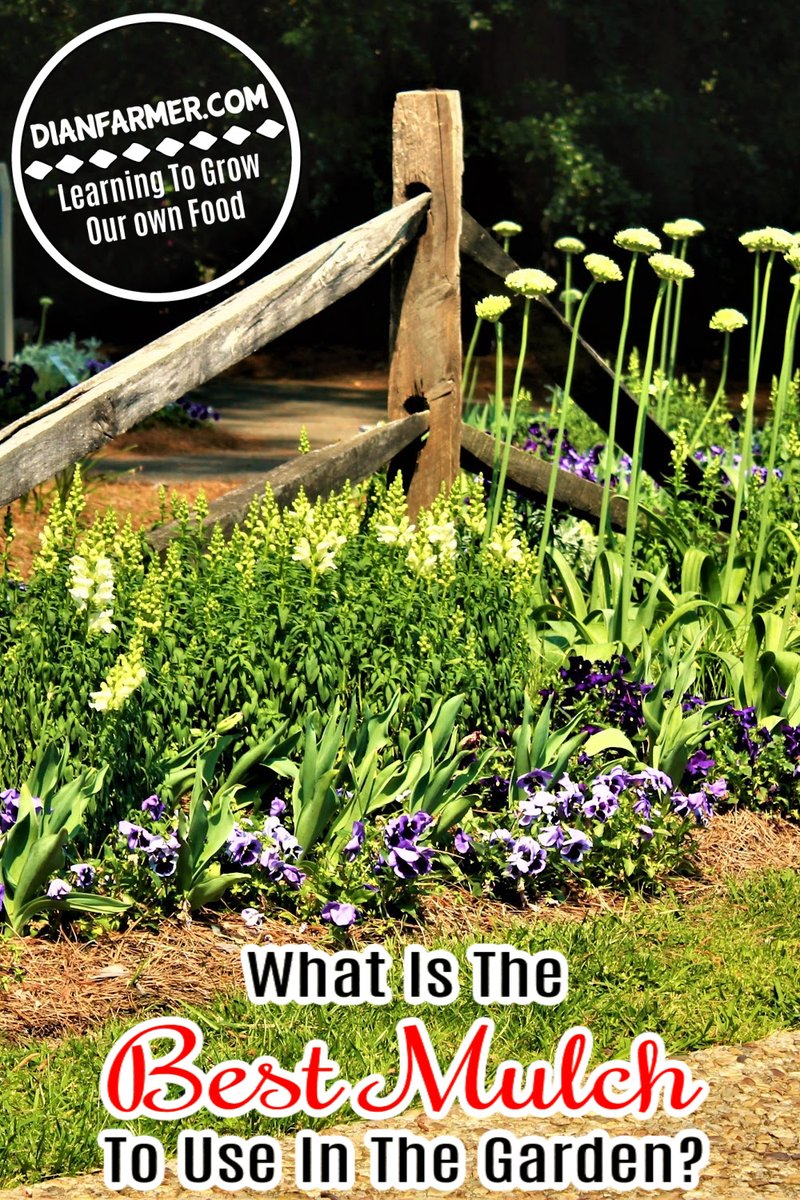 Dian_Farmer_'s tweet photo. Discover the best mulch for your vegetable garden to promote healthy growth and suppress weeds.

https://t.co/lyBC0Pc34T
#veggiegarden #gardensofinstagram #gardenlife #vegetables https://t.co/yQnJ9qQMs0