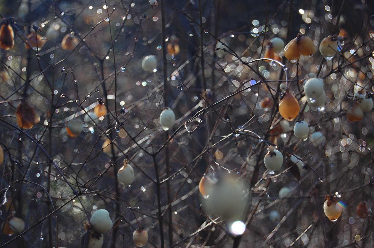 soundforest5's tweet photo. Winter Blossoms, 2009. https://t.co/pGo1sIAOH4