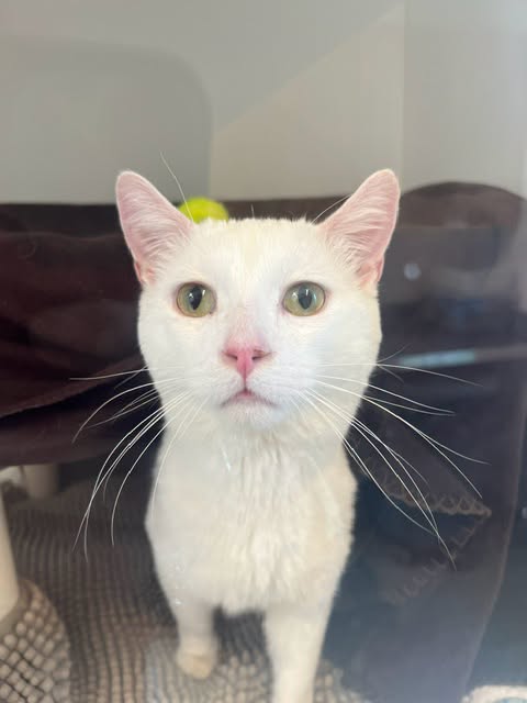 GuelphLostPets's tweet photo. SEEKING OWNER. White short-haired male cat found near Baseline Rd & Given Rd in Wellington North on June 25. If he's yours or you have any info about him contact #Guelph Humane Society at 519-824-3091 or lostandfound@guelphhumane.ca (ID 2000446404) #WellingtonNorth #Minto https://t.co/snWjwK9KK5