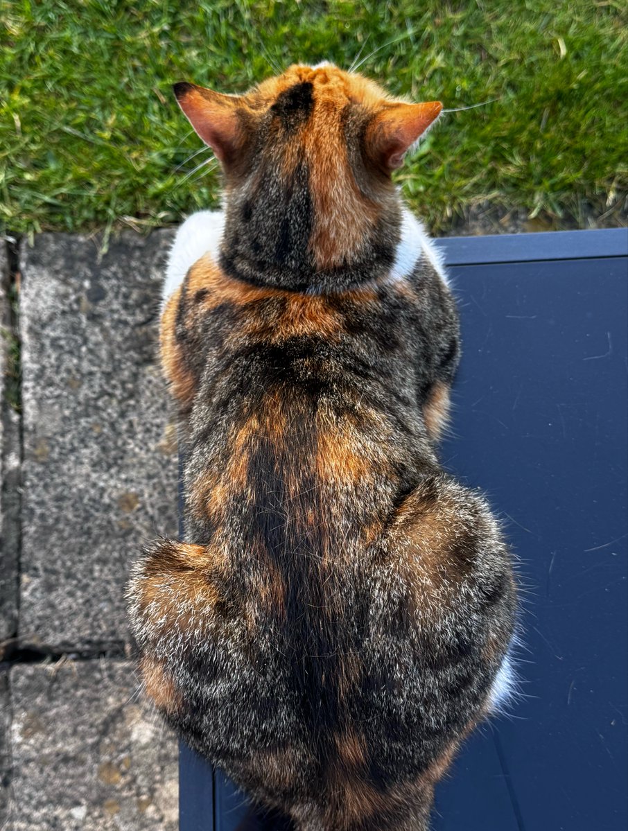 my baby, her pattern is so cute 🥺 i love miss maple