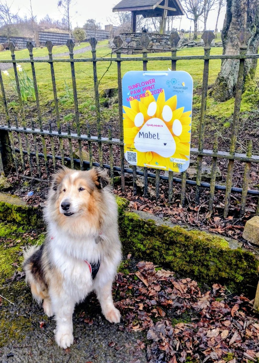 millypod1's tweet photo. 🆘25 JUNE 2026 #Lost Sammy #ScanMe
ELDERLY Rough Collie Male
Rossendale Pet Cemetery #Crawshawbooth #BB4
#Rossendale #Lancashire
Ran away this morning from work
https://t.co/b0bT7y6k3i https://t.co/ooPMFYeE0J