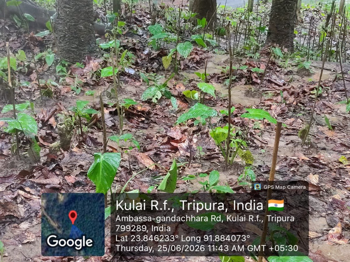 CreflatIgdc's tweet photo. IGDC CREFLAT PROJECT created Gandhaki plantation over 3 ha. At Harimongal Village under Harincherra beat of Ambassa Forest Sub-Division. https://t.co/csj8VN9MNS