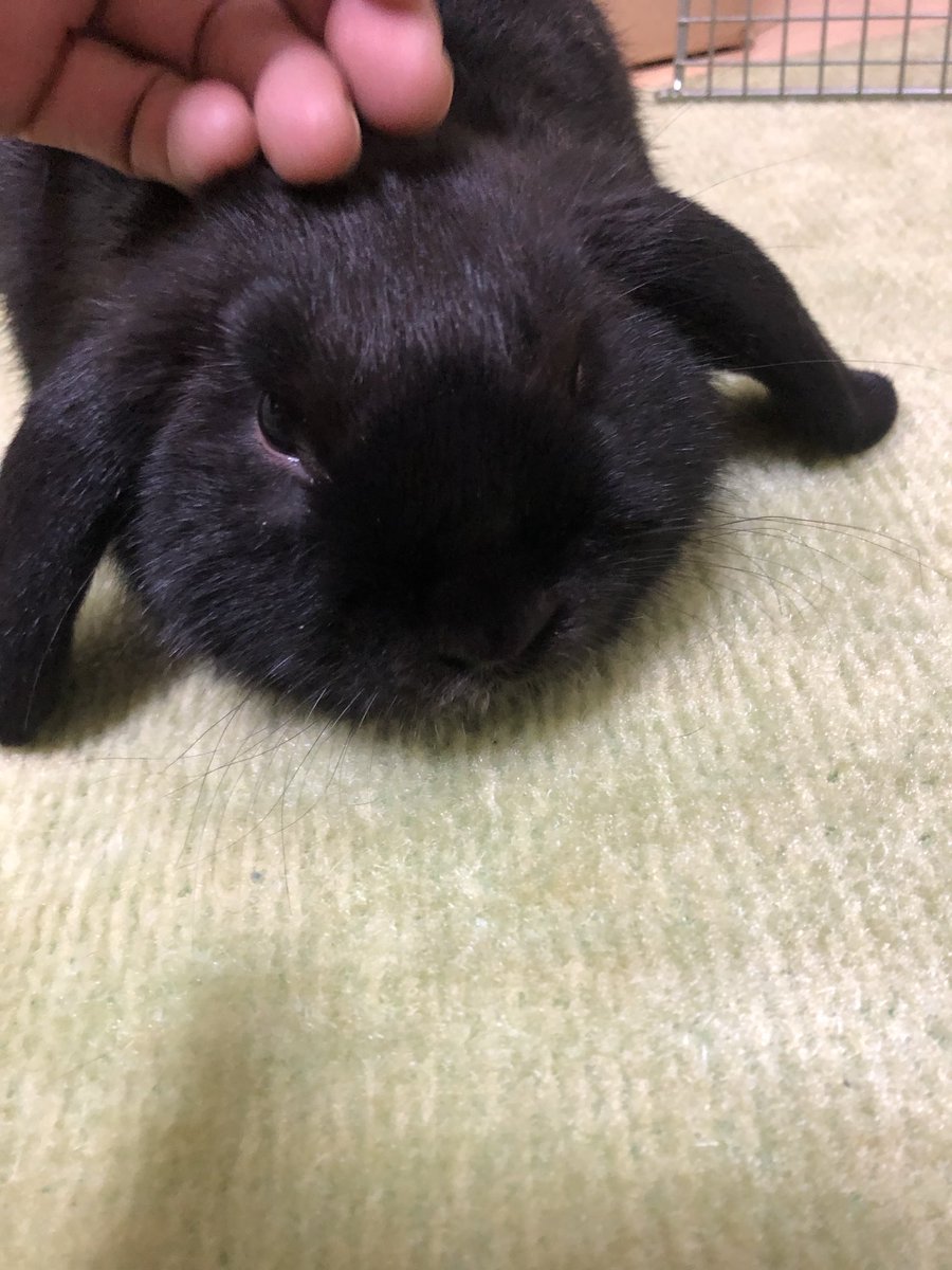 dekkaiusagi's tweet photo. 息子やし恋人やし嫁やし。忙しいね🐰 https://t.co/Ww6QiHIib2