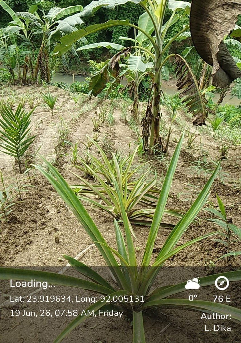 CreflatIgdc's tweet photo. Agro Forestry Plantation (FTP) FY 2025-26 at Labancherra Beat of Manu  Forest Sub-Division under IGDC CREFLAT Project. https://t.co/SGDupoExms