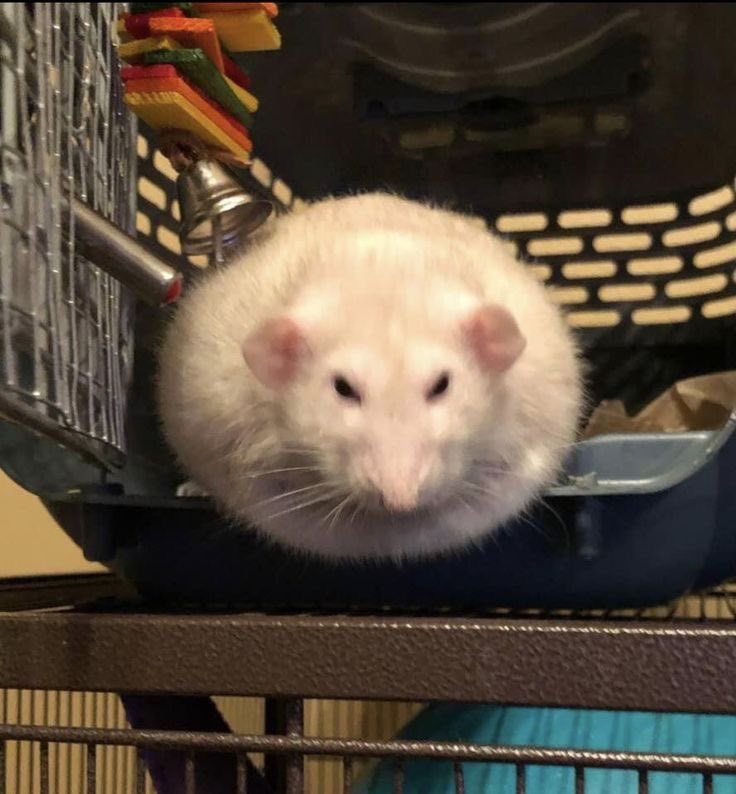 ichewthings's tweet photo. you have betrayed my tiny trust https://t.co/4BNjFwvs7o