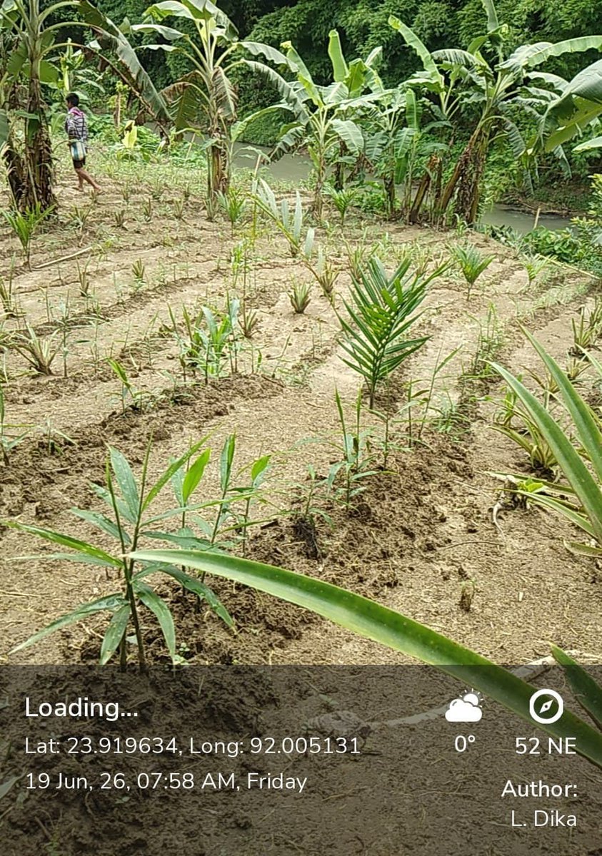 CreflatIgdc's tweet photo. Agro Forestry Plantation (FTP) FY 2025-26 at Labancherra Beat of Manu  Forest Sub-Division under IGDC CREFLAT Project. https://t.co/SGDupoExms