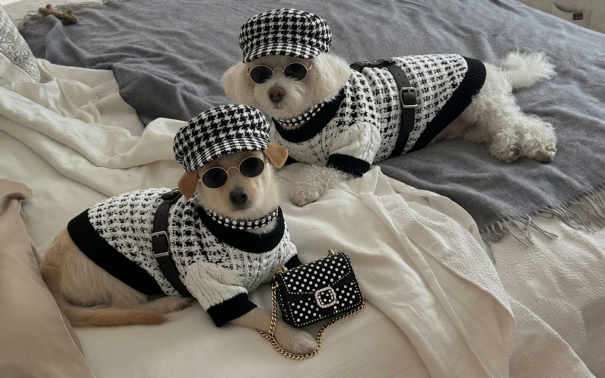 lilychosf's tweet photo. @mayemusk New outfits for your dog duo, @mayemusk https://t.co/o02jNXNGVH