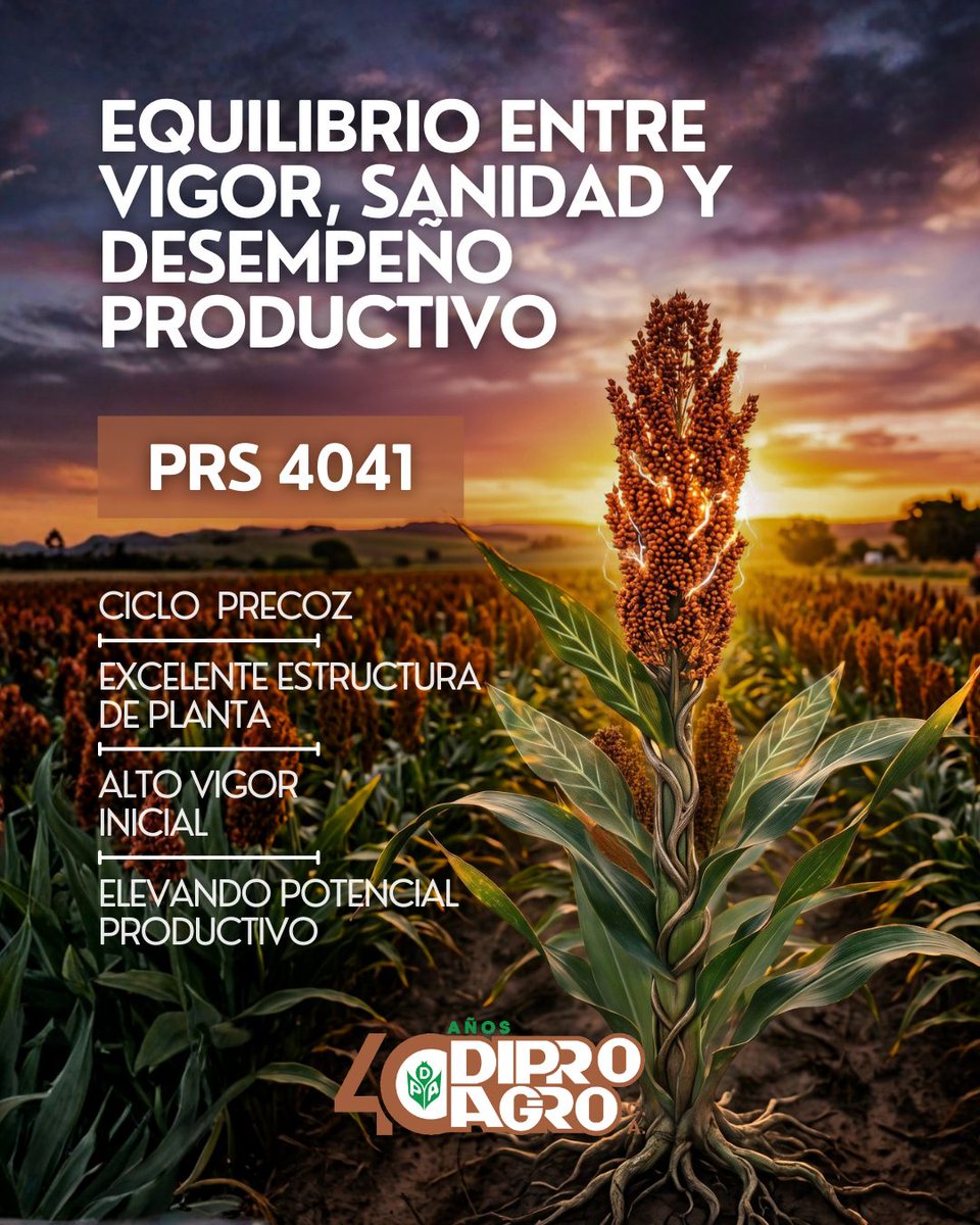 diproagroca's tweet photo. 🌱 #PRS4041 es un híbrido de #Sorgo Granífero que constituye un aliado ideal para los agricultores que priorizan seguridad, resiliencia y potencial productivo elevado

🙋‍♂️ Contáctenos para más información sobre este material
#Agricultura #Agro #Campo #SorgoGranífero #Diproagro https://t.co/X3XhxjVP6V