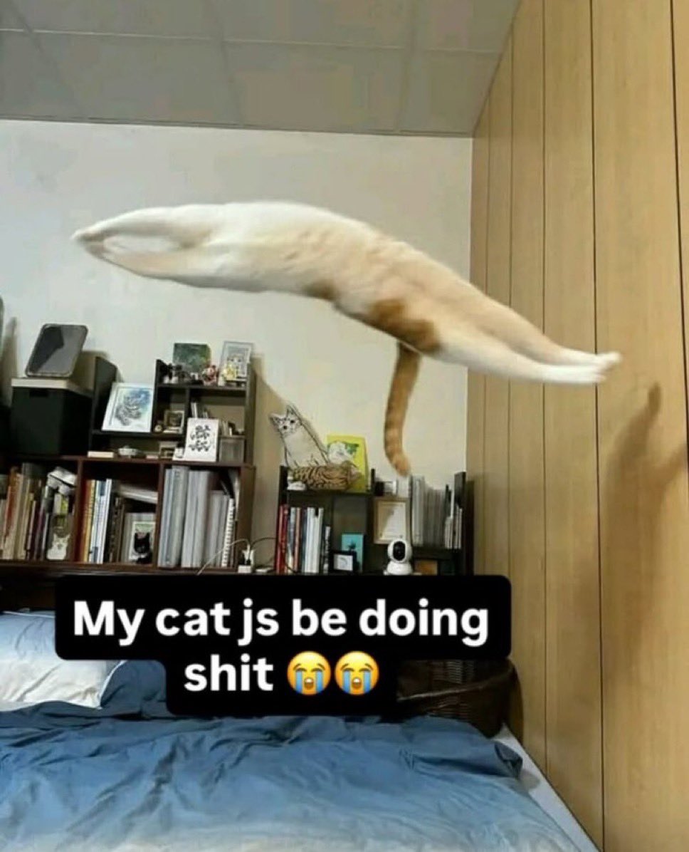 starlostforskz's tweet photo. how the hell did he get there https://t.co/oDQiFbWaxH