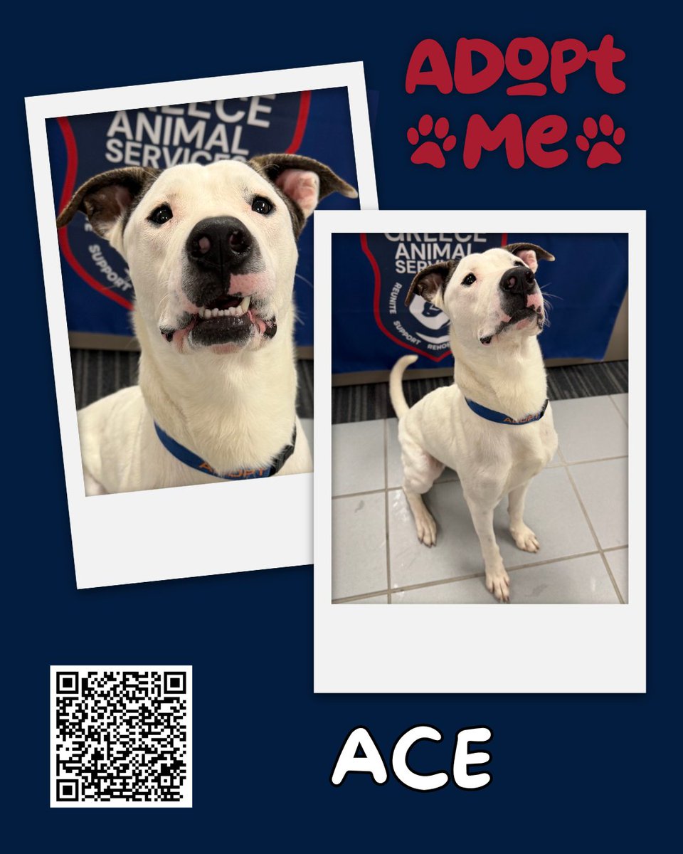 GreecePoliceNY's tweet photo. The following animals are currently available for adoption or will soon be available through Greece Animal Services.

Each animal profile includes a QR code that can be scanned to view additional information, including the pet's age, breed, weight, sex, size, and other important details to help determine whether they may be a good fit for your home.

Adopting a pet is an important decision, and we encourage anyone interested to take the time to review each animal's information and consider their experience, lifestyle, and ability to provide long-term care.

If you're not ready to adopt, fostering is another way to help. Foster homes provide animals with a temporary place to stay while helping them prepare for permanent homes.

To learn more about the adoption and foster process, visit the Greece Animal Services webpage at https://t.co/zz0NYWa6xJ

Thank you for supporting the animals in our care and helping them find safe, responsible homes.