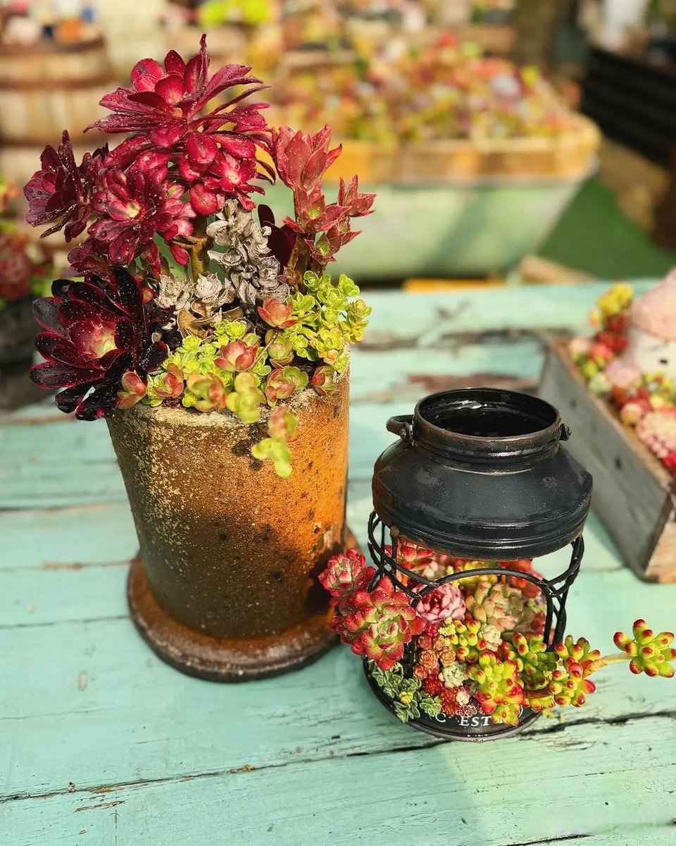 caputo_jonny's tweet photo. [Turn an old mason jar into a cute plant vase! Just add some soil, succulents and twine—cheap, eco-friendly and perfect for small spaces ] https://t.co/c6WCEejBkj