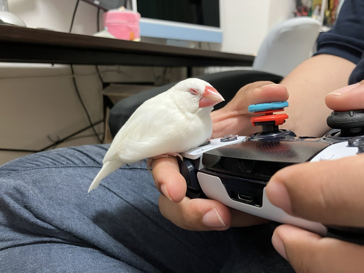 kyoko_ichidaiji's tweet photo. 旦那に触られるのは嫌いだけど、何故かゲームをしている旦那には寄っていきます。 https://t.co/AWwcAPeL72