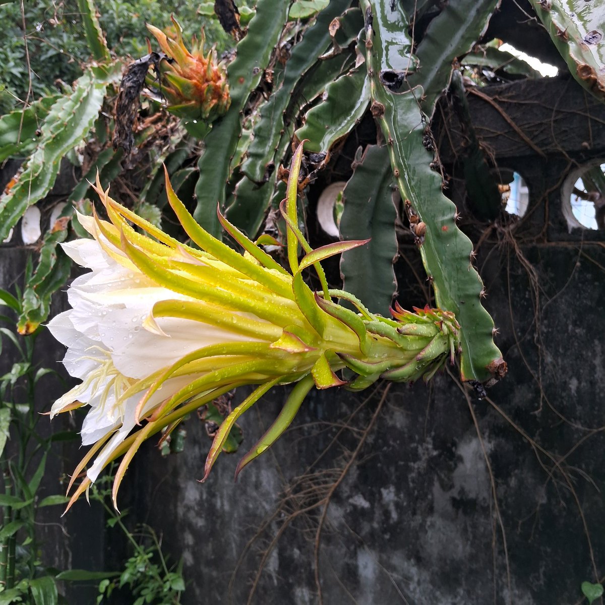 Botany2214's tweet photo. günaydın from dorm in the raining friday.
Waiting for another fruit. https://t.co/joqLfsVrqW