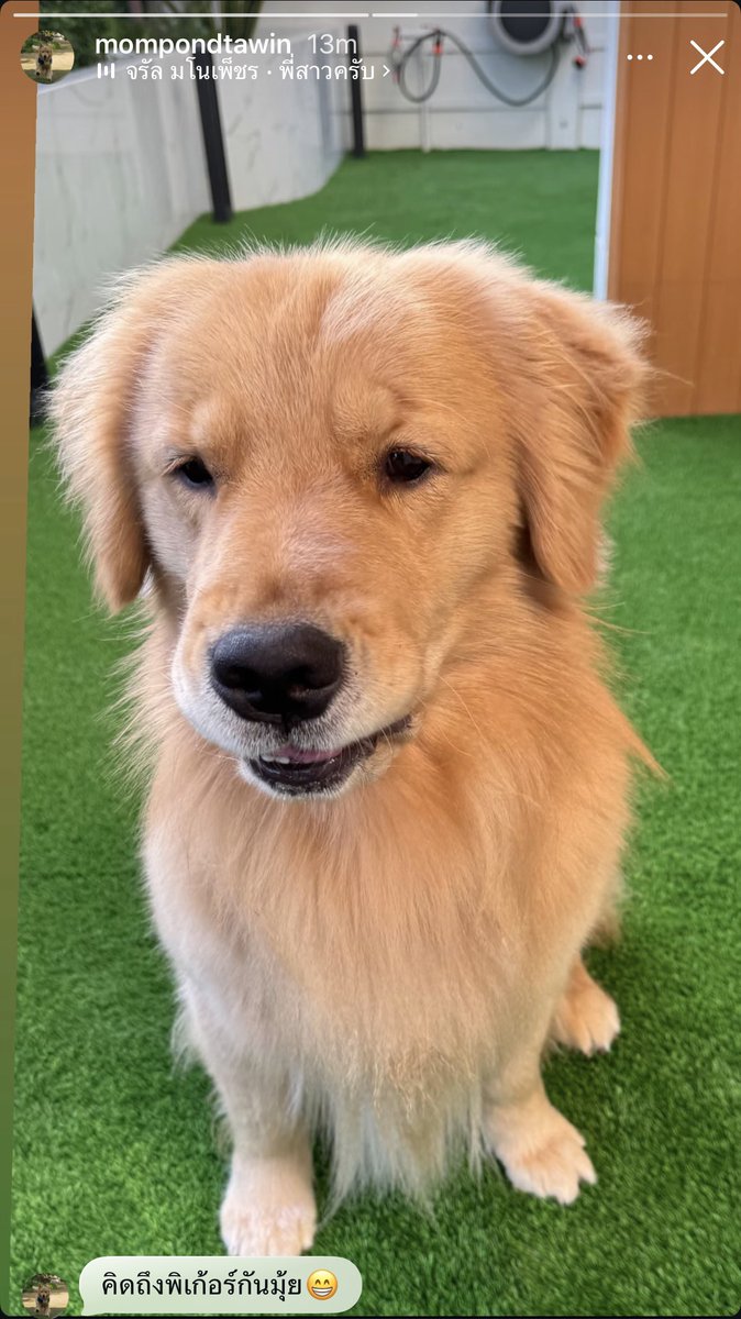 PAKMyeongJin's tweet photo. 우리 아기천사 기분이가 조아쪄용🥰
파커가 참 잘생긴 얼굴이 아닌데(억울미가득)
너무 사랑스러워 너무 이뻐 귀여워 죽겠음
마이에인젤 마이베이비에인젤👶🪽
#parkerlert #ppnaravit 
https://t.co/yBpiqINa84