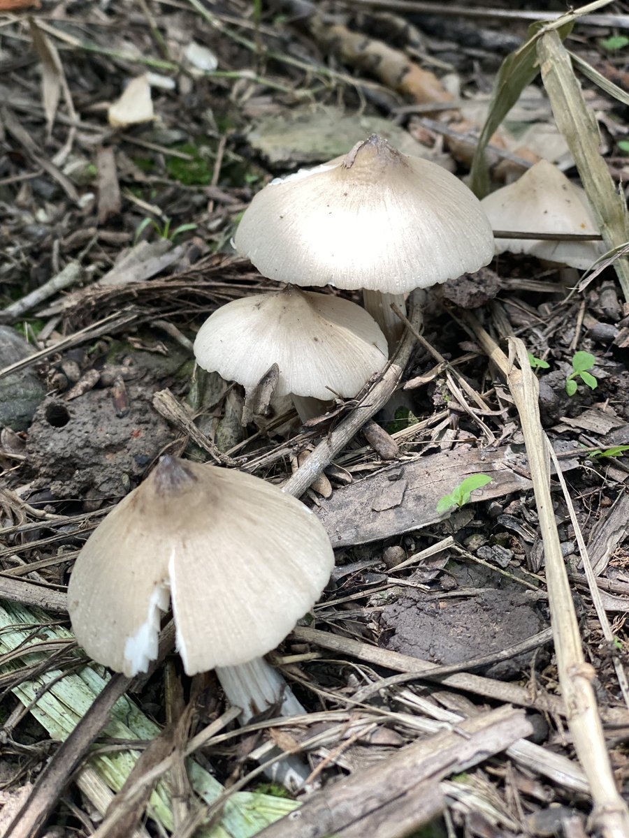Dorilee83's tweet photo. This is a rare mushroom, blooming only once a year during the rainy season, especially in western Vietnam. https://t.co/GUSLMMyCAY