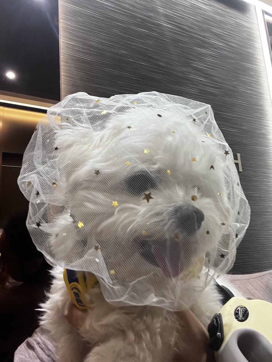 _ddarang's tweet photo. 따랑이 얼굴망 잘 할 수 있을지 걱정했는데 넘나 착하게 잘 하고 산책했다... 너 차카니 몇 개 묵엇어 https://t.co/70II2ej8cC